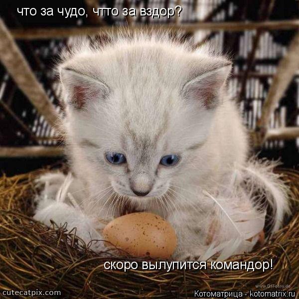 что за чудо, чтто за вздор? скоро вылупится командор!... Котоматрица: что за чудо, чтто за вздор? скоро вылупится командор!