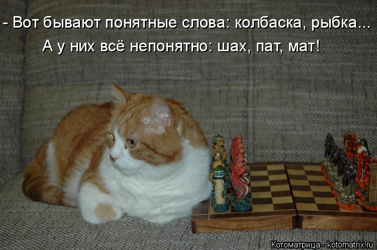 - Вот бывают понятные слова: колбаска, рыбка... А у них всё непонятно: шах, пат, мат!... Котоматрица: - Вот бывают понятные слова: колбаска, рыбка... А у них всё непонятно: шах, пат, мат!