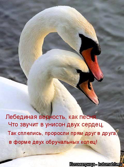 Котоматрица: Лебединая верность, как песня, Что звучит в унисон двух сердец, Так сплелись, проросли прям друг в друга, в форме двух обручальных колец!