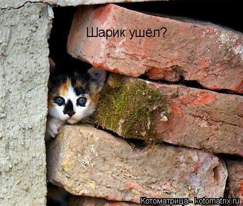Шарик ушёл?... Котоматрица: Шарик ушёл?
