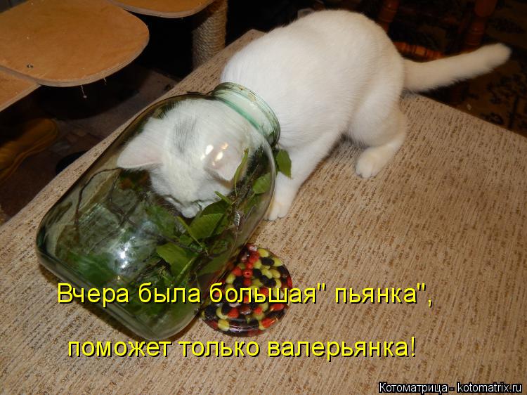 Котоматрица: Вчера была большая" пьянка", поможет только валерьянка!