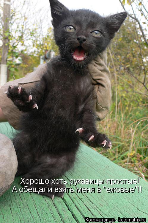 Котоматрица: Хорошо хоть рукавицы простые! А обещали взять меня в "ежовые"!!