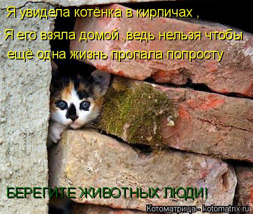 Я увидела котёнка в кирпичах , Я его взяла домой ,ведь нельзя чтобы ещё одна жизнь пропала попросту ... Котоматрица: Я увидела котёнка в кирпичах , Я его взяла домой ,ведь нельзя чтобы ещё одна жизнь пропала попросту БЕРЕГИТЕ ЖИВОТНЫХ ЛЮДИ!