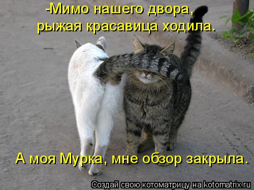 Котоматрица: -Мимо нашего двора, рыжая красавица ходила. А моя Мурка, мне обзор закрыла.