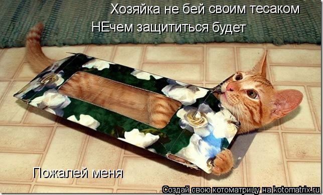 Котоматрица: Хозяйка не бей НЕчем защититься будет своим тесаком Пожалей меня