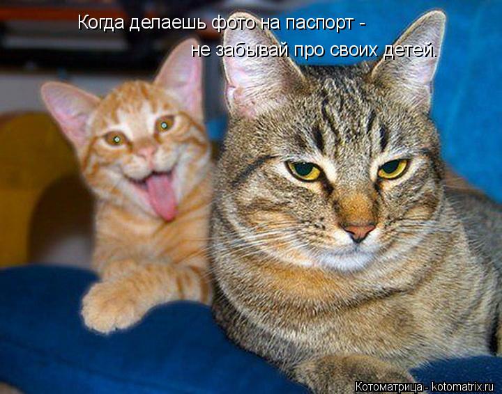 Котоматрица: Когда делаешь фото на паспорт -  не забывай про своих детей.