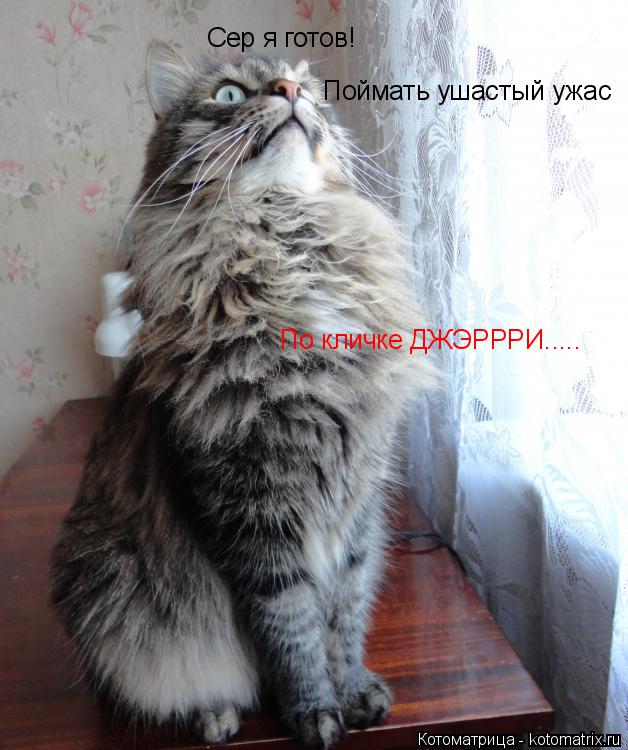 Котоматрица: Сер я готов! Поймать ушастый ужас По кличке ДЖЭРРРИ.....