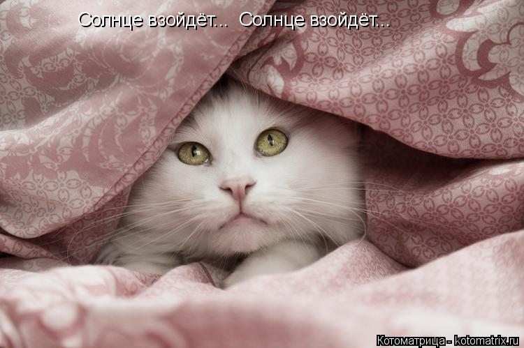 Солнце взойдёт... Солнце взойдёт...... Котоматрица: Солнце взойдёт... Солнце взойдёт...