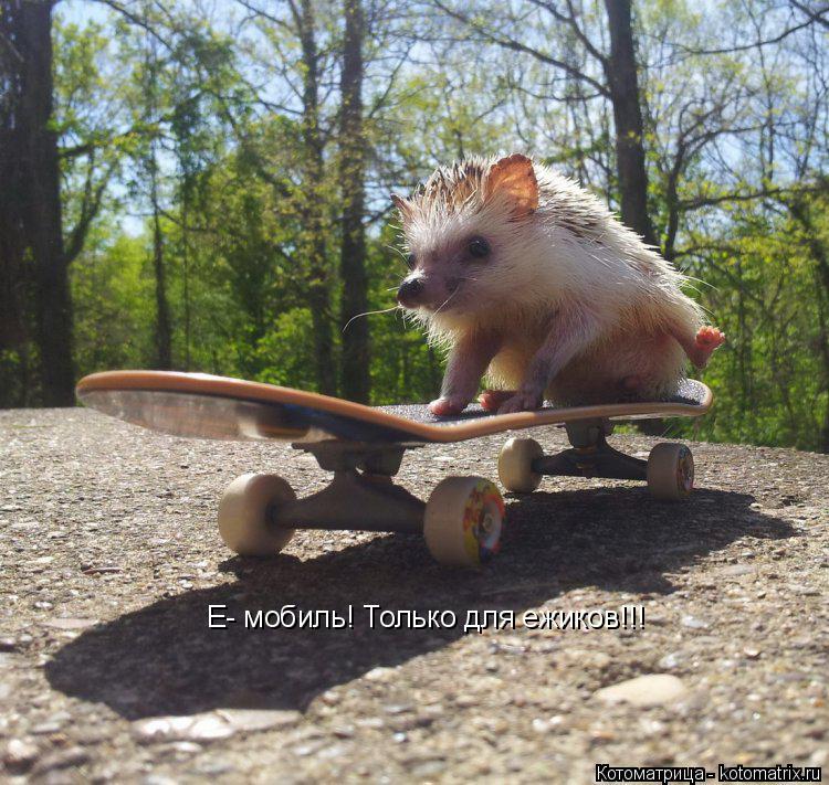 Котоматрица: Е- мобиль! Только для ежиков!!!
