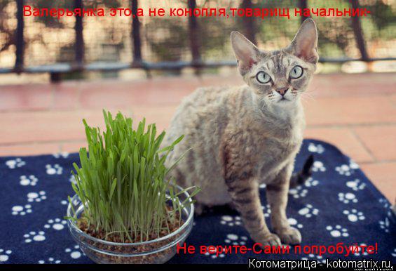 Валерьянка это,а не конопля,товарищ начальник- Не верите-Сами попробуйте!... Котоматрица: Валерьянка это,а не конопля,товарищ начальник- Не верите-Сами попробуйте!