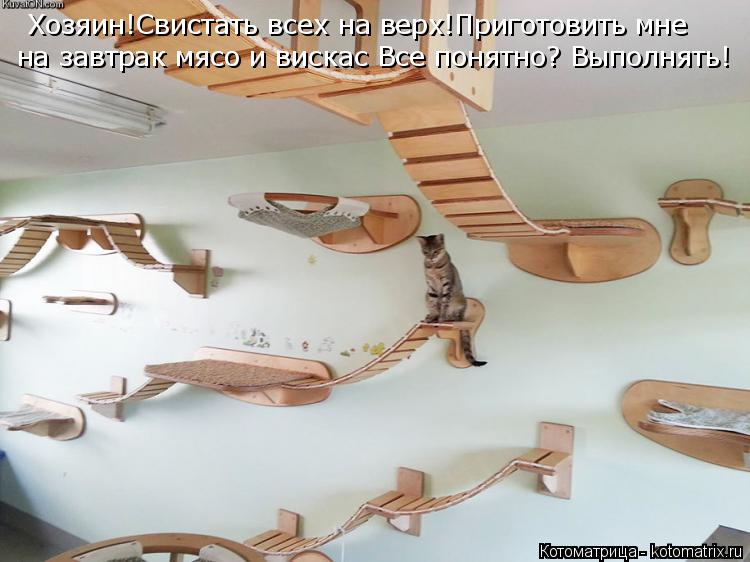 Котоматрица: Хозяин!Свистать всех на верх!Приготовить мне на завтрак мясо и вискас Все понятно? Выполнять!