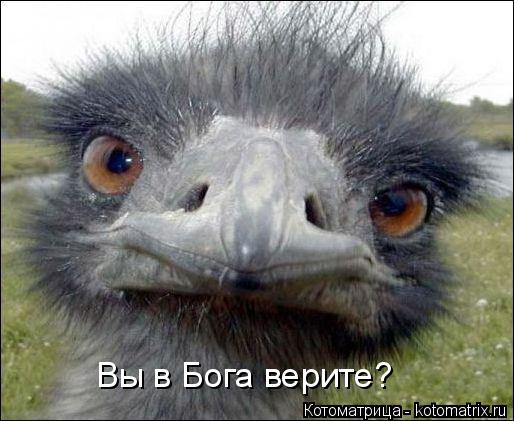 Котоматрица: Вы в Бога верите?