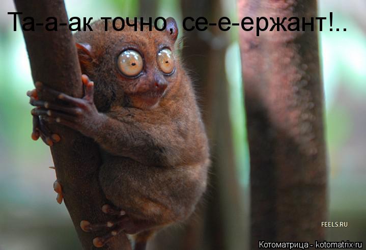 Котоматрица: Та-а-ак точно, се-е-ержант!.. Та-а-ак точно, се-е-ержант!..