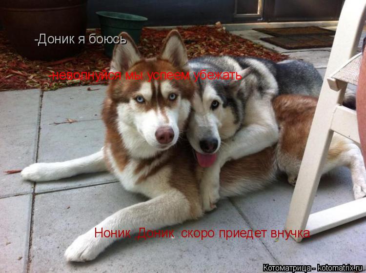 Котоматрица: Ноник ,Доник  скоро приедет внучка  -Доник я боюсь  -неволнуйся мы успеем убежать
