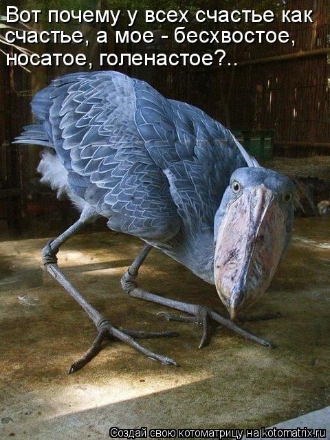 Вот почему у всех счастье как счастье, а мое - бесхвостое, носатое, голенастое?..... Котоматрица: Вот почему у всех счастье как счастье, а мое - бесхвостое, носатое, голенастое?..