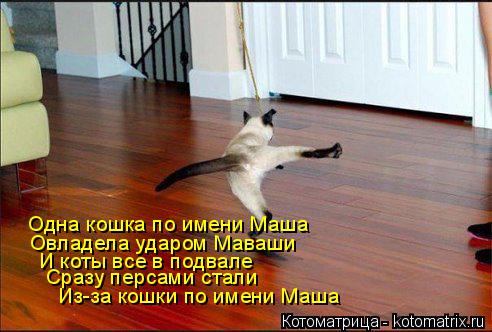 Котоматрица: Одна кошка по имени Маша Овладела ударом Маваши И коты все в подвале Сразу персами стали Из-за кошки по имени Маша