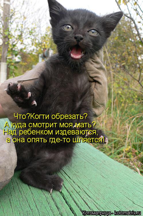 Что?Когти обрезать? А куда смотрит моя мать? Над ребенком издеваются, а она опять где-то шляется!... Котоматрица: Что?Когти обрезать? А куда смотрит моя мать? Над ребенком издеваются, а она опять где-то шляется!