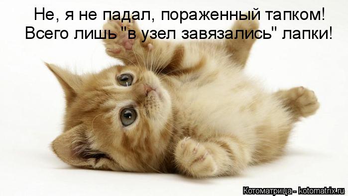 Котоматрица: Не, я не падал, пораженный тапком! Всего лишь "в узел завязались" лапки!