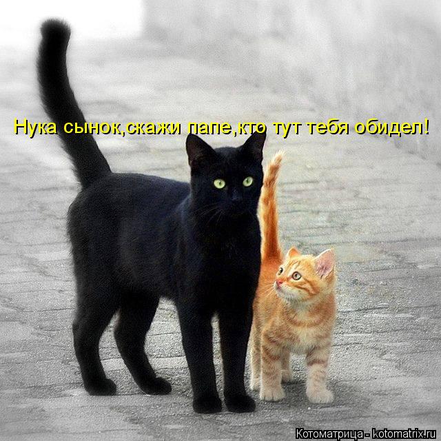 Котоматрица: Нука сынок,скажи папе,кто тут тебя обидел!