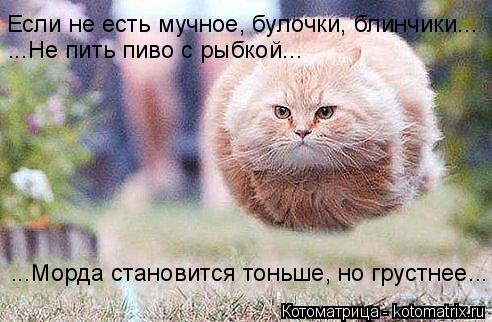 Котоматрица: Если не есть мучное, булочки, блинчики... ...Не пить пиво с рыбкой... ...Морда становится тоньше, но грустнее...