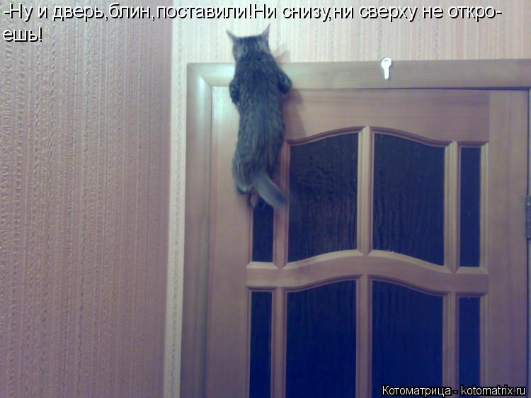 Котоматрица: -Ну и дверь,блин,поставили!Ни снизу,ни сверху не откро- ешь!