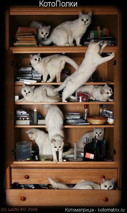 КотоПолки... Котоматрица: КотоПолки