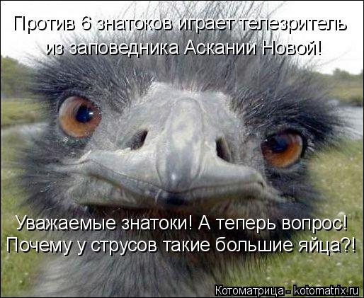 Котоматрица: Уважаемые знатоки! А теперь вопрос! Почему у струсов такие большие яйца?! Против 6 знатоков играет телезритель  из заповедника Аскании Новой