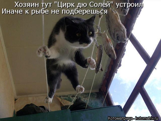 Хозяин тут "Цирк дю Солей" устроил Иначе к рыбе не подберешься... Котоматрица: Хозяин тут "Цирк дю Солей" устроил Иначе к рыбе не подберешься