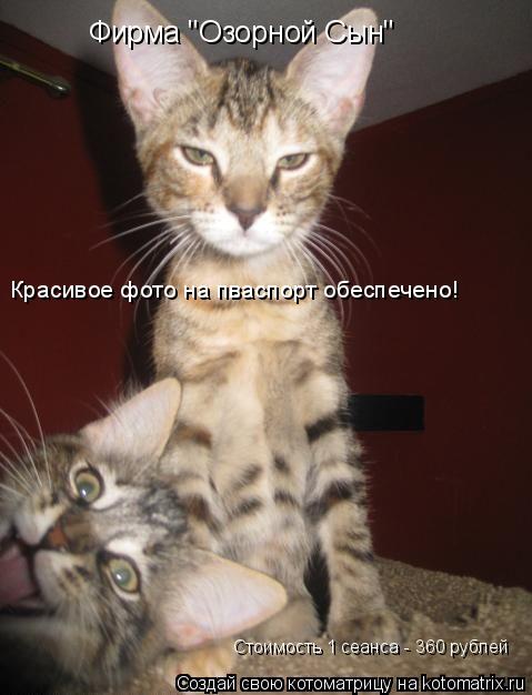 Котоматрица: Фирма "Озорной Сын" Красивое фото на пваспорт обеспечено! Стоимость 1 сеанса - 360 рублей