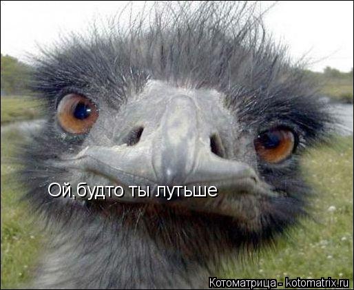 Ой,будто ты лутьше... Котоматрица: Ой,будто ты лутьше
