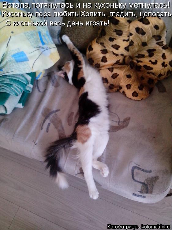 Котоматрица: Встала,потянулась и на кухоньку метнулась! Кисоньку пора любить!Холить, гладить, целовать. С кисонькой весь день играть!