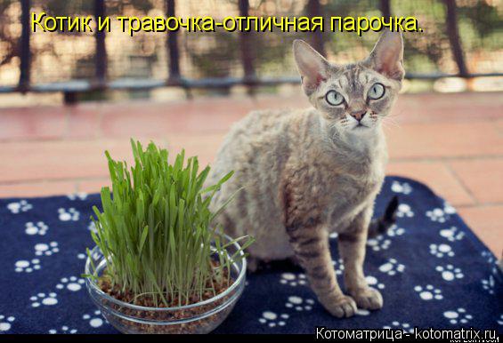 Котик и травочка-отличная парочка.... Котоматрица: Котик и травочка-отличная парочка.