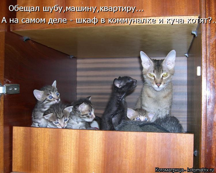 Котоматрица: Обещал шубу,машину,квартиру... А на самом деле - шкаф в коммуналке и куча котят?..