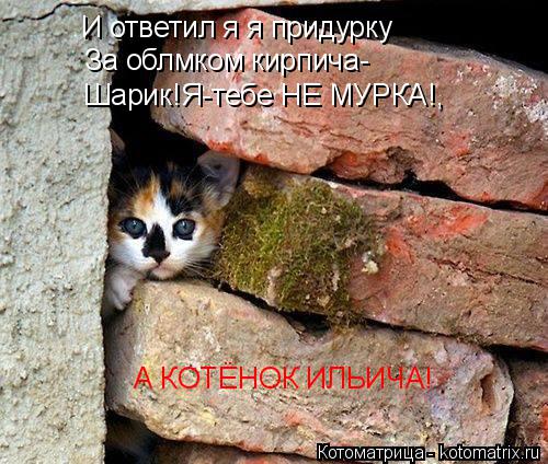 И ответил я я придурку За облмком кирпича- Шарик!Я-тебе НЕ МУРКА!, А КОТЁНОК ИЛЬИЧА!... Котоматрица: И ответил я я придурку За облмком кирпича- Шарик!Я-тебе НЕ МУРКА!, А КОТЁНОК ИЛЬИЧА!