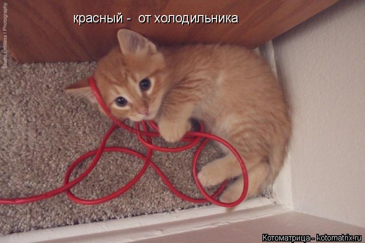 красный - от холодильника... Котоматрица: красный - от холодильника