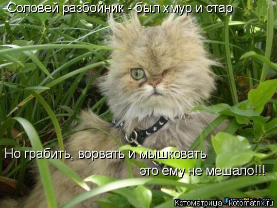 Котоматрица: Соловей разбойник - был хмур и стар  Но грабить, ворвать и мышковать  это ему не мешало!!!