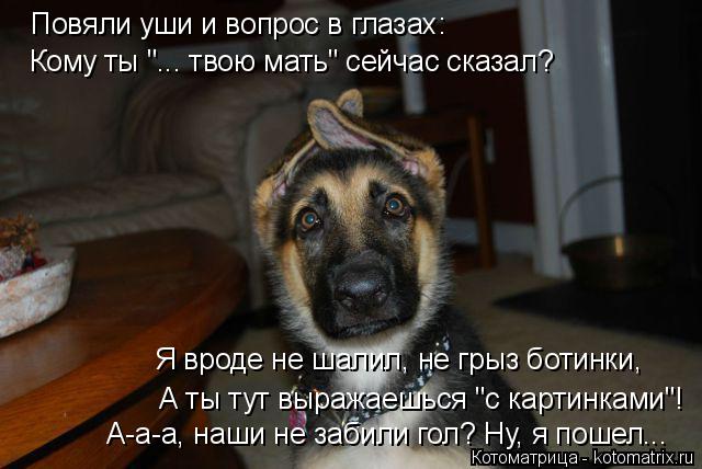 Повяли уши и вопрос в глазах: Кому ты "... твою мать" сейчас сказал? Я вроде не шалил, не грыз ботинк... Котоматрица: Повяли уши и вопрос в глазах: Кому ты "... твою мать" сейчас сказал? Я вроде не шалил, не грыз ботинки, А ты тут выражаешься "с картинками"! А-а-а,