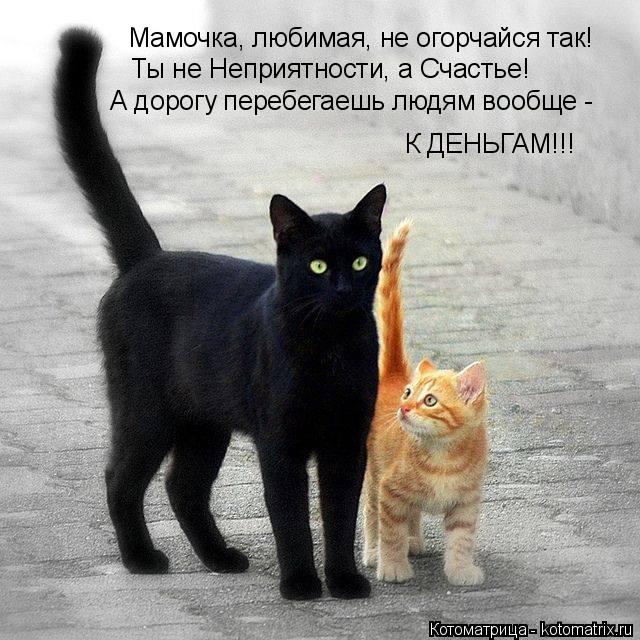 Котоматрица: Мамочка, любимая, не огорчайся так! Ты не Неприятности, а Счастье! А дорогу перебегаешь людям вообще -  К ДЕНЬГАМ!!!