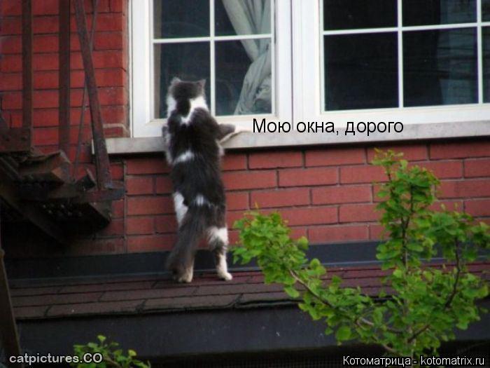 Котоматрица: Мою окна, дорого