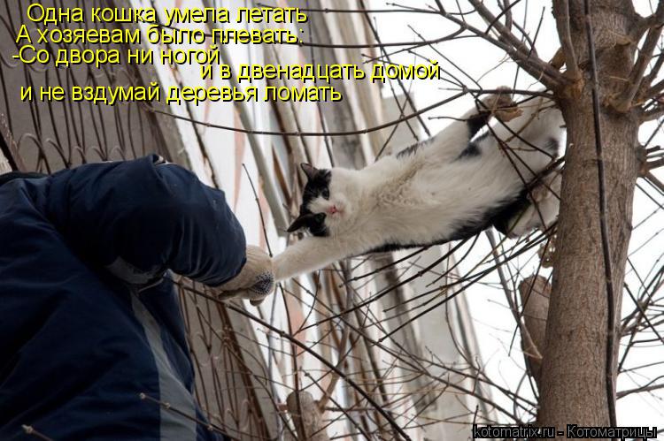 Котоматрица: Одна кошка умела летать А хозяевам было плевать: -Со двора ни ногой и в двенадцать домой и не вздумай деревья ломать