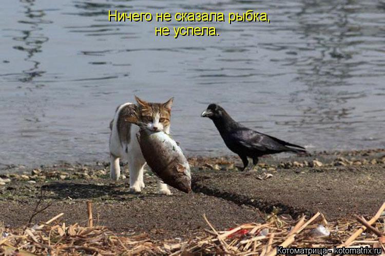Ничего не сказала рыбка, не успела.... Котоматрица: Ничего не сказала рыбка, не успела.