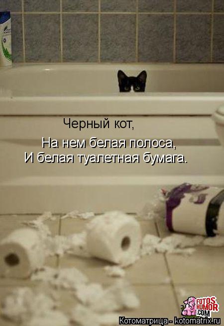 Черный кот, На нем белая полоса, И белая туалетная бумага.... Котоматрица: Черный кот, На нем белая полоса, И белая туалетная бумага.
