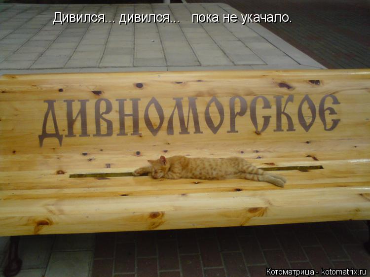 Котоматрица: Дивился... дивился...   пока не укачало.