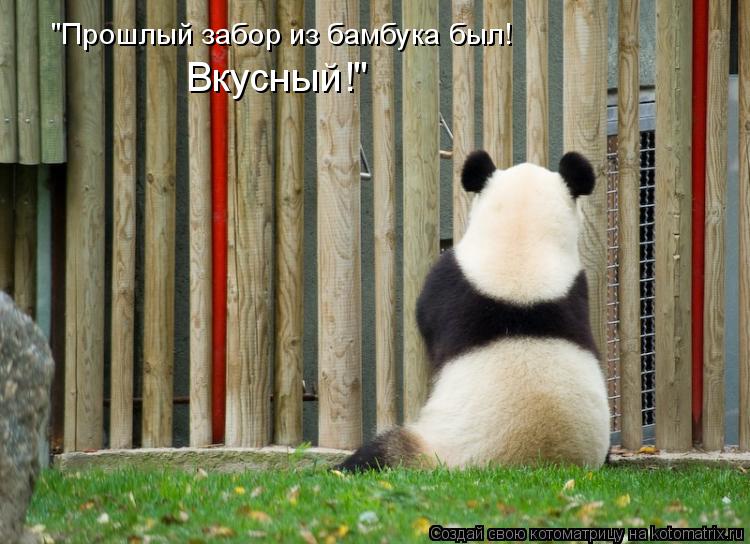 Котоматрица: "Прошлый забор из бамбука был! Вкусный!"