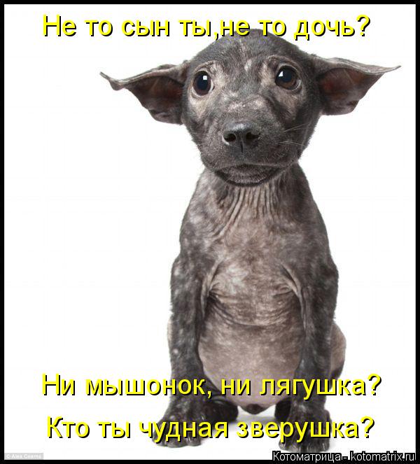 Котоматрица: Не то сын ты,не то дочь? Ни мышонок, ни лягушка? Кто ты чудная зверушка?