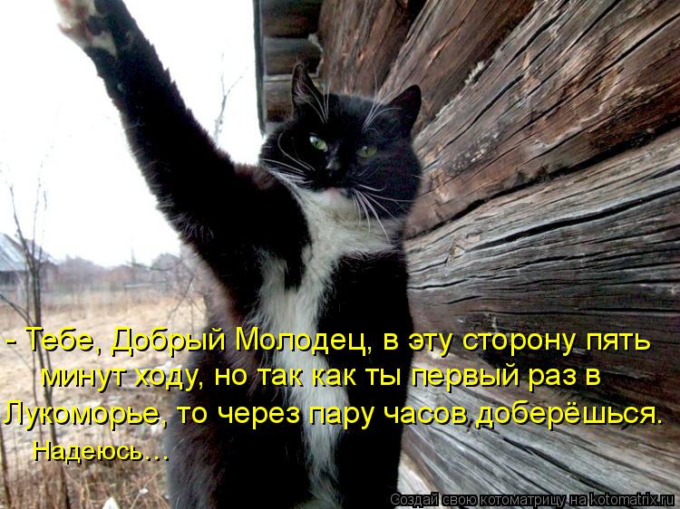 Котоматрица: - Тебе, Добрый Молодец, в эту сторону пять минут ходу, но так как ты первый раз в Лукоморье, то через пару часов доберёшься. Надеюсь…