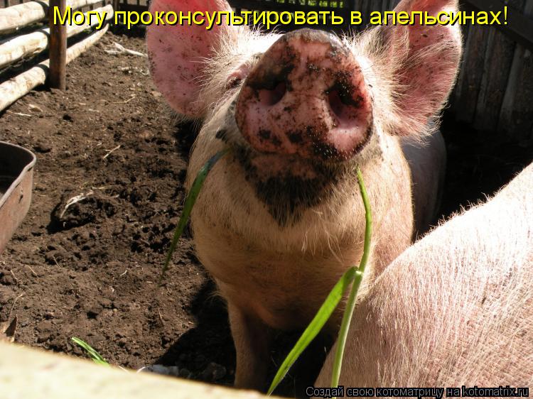 Могу проконсультировать в апельсинах!... Котоматрица: Могу проконсультировать в апельсинах!