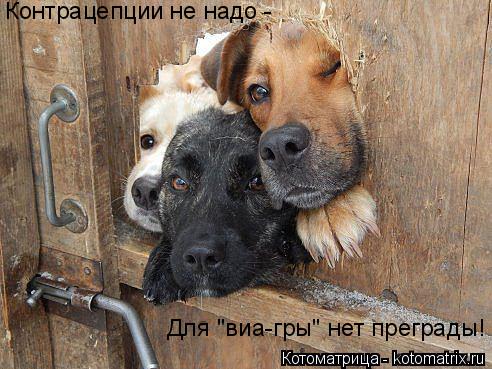 Котоматрица: Контрацепции не надо -  Для "виа-гры" нет преграды!