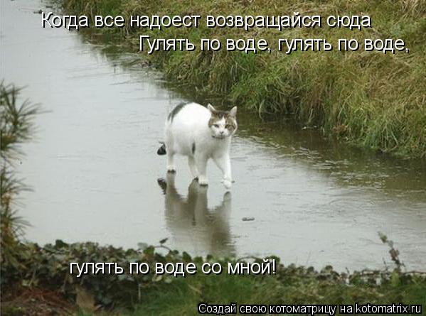 Когда все надоест возвращайся сюда Гулять по воде, гулять по воде, гулять по воде со мной!... Котоматрица: Когда все надоест возвращайся сюда Гулять по воде, гулять по воде, гулять по воде со мной!