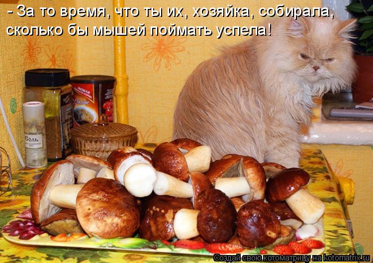 Котоматрица: - За то время, что ты их, хозяйка, собирала,  сколько бы мышей поймать успела!